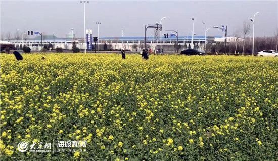 淄博高新区傅山村的那片油菜花又开了