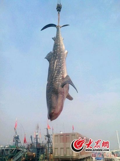 日照岚山渔民捕获2万斤重鲨鱼 20万售出(组图