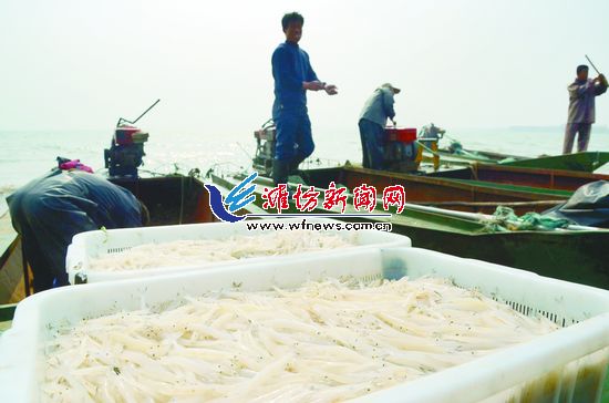 山东潍坊峡山水库银鱼大丰收 2天收获20多万斤