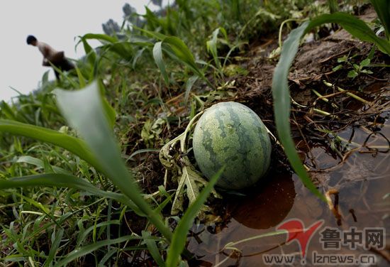 高青瓜农犯愁 西瓜被雨水浸泡(图)