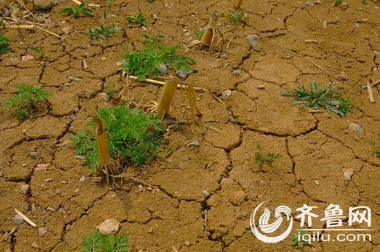 淄博博山严重干旱雨量少9成 山区群众吃水难