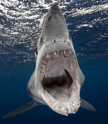 大白鲨将水下无人机当猎物撕咬后发现非美味