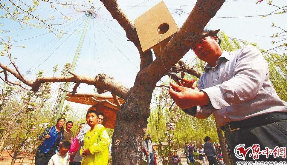 市民在小樹上安裝鳥巢.