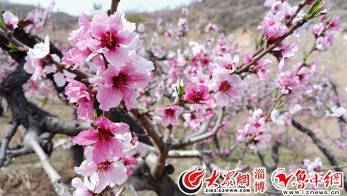 博山池上桃花节图片
