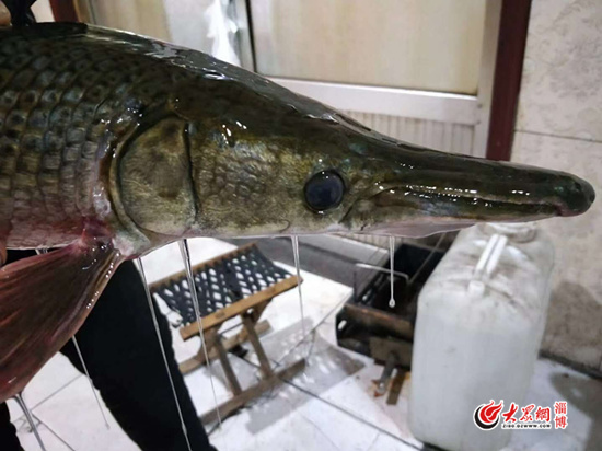 淄博孝妇河惊现80公分水怪外来物种有剧毒