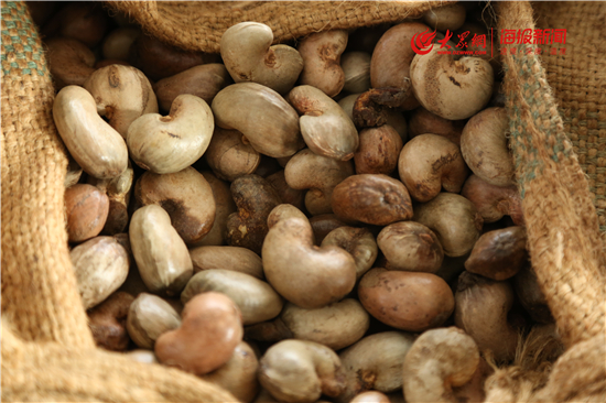 新春走基层③丨小腰果大能量 小微扶贫站点助力沂源县石桥镇脱贫致富